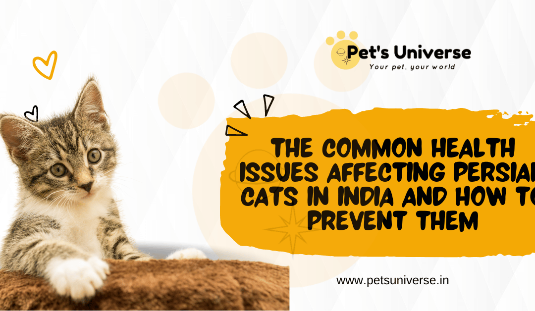 The Common Health Issues Affecting Persian Cats in India and How to Prevent Them