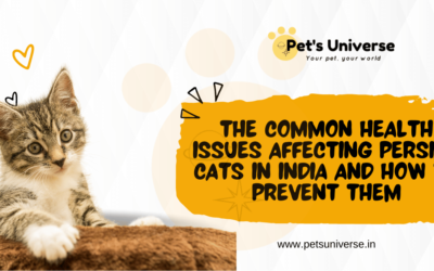 The Common Health Issues Affecting Persian Cats in India and How to Prevent Them