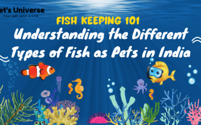 Fish Keeping 101: Understanding the Different Types of Fish as Pets in India