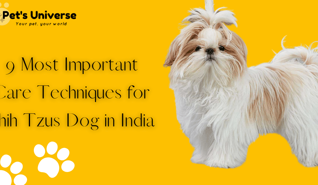 9 Most Important Care Techniques for Shih Tzus Dog in India