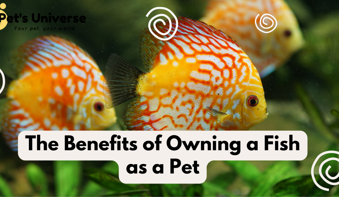 The Benefits of Owning a Fish as a Pet in India