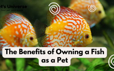 The Benefits of Owning a Fish as a Pet in India