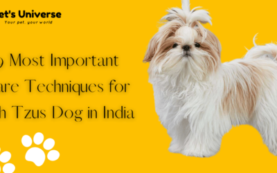 9 Most Important Care Techniques for Shih Tzus Dog in India