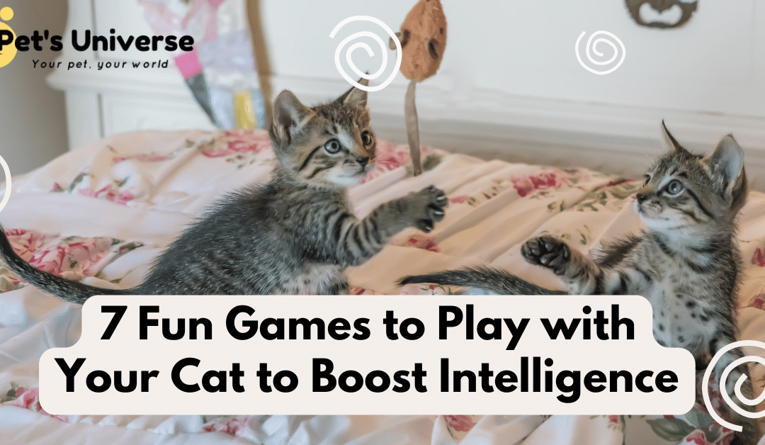 7 Fun Games to Play with Your Cat to Boost Intelligence