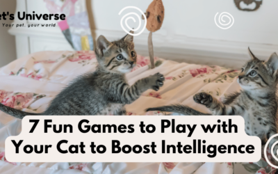 7 Fun Games to Play with Your Cat to Boost Intelligence