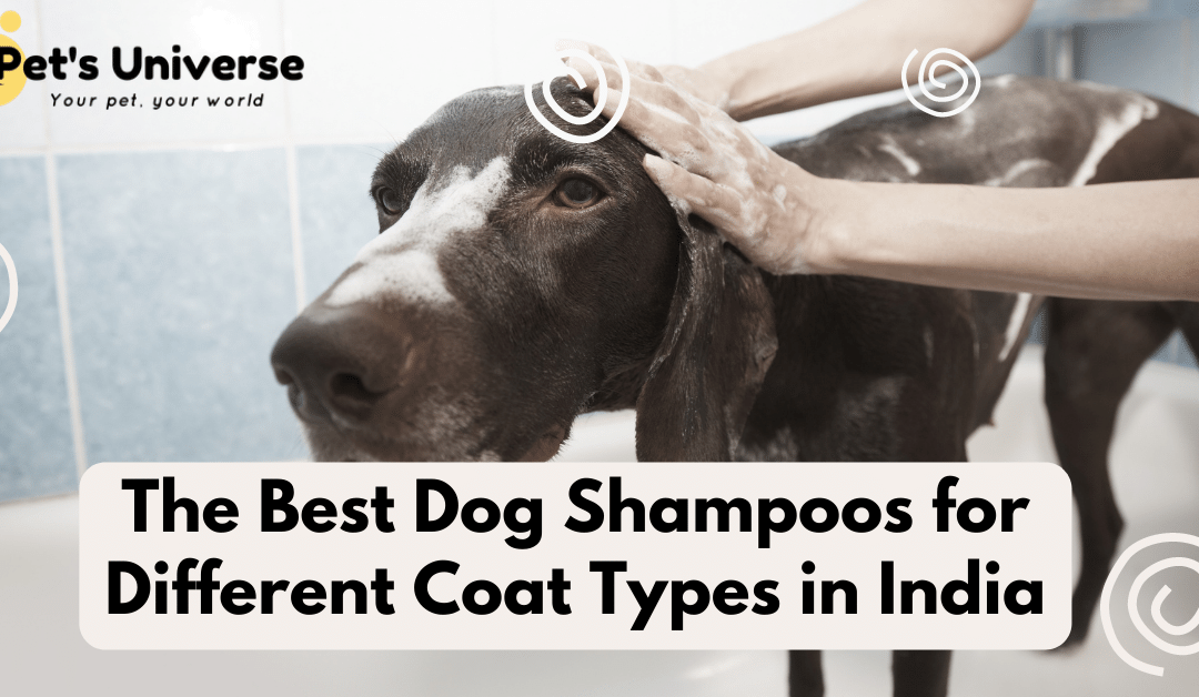 The Best Dog Shampoos for Different Coat Types in India