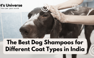 The Best Dog Shampoos for Different Coat Types in India