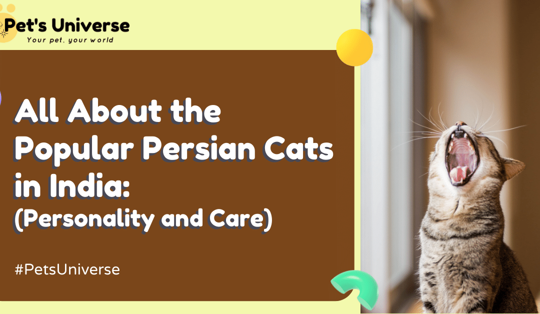 All About the Popular Persian Cats in India: Personality and Care