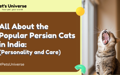 All About the Popular Persian Cats in India: Personality and Care