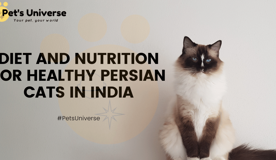 Diet and Nutrition for Healthy Persian Cats in India