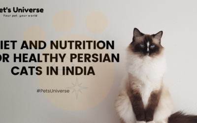 Diet and Nutrition for Healthy Persian Cats in India