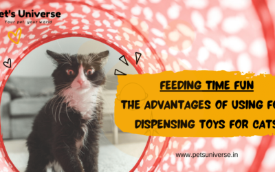 Feeding Time Fun: The Advantages of Using Food Dispensing Toys for Cats