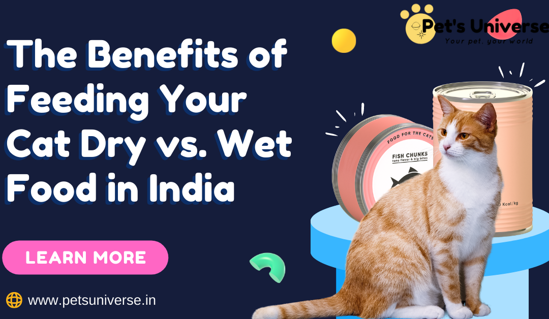 The Benefits of Feeding Your Cat Dry vs. Wet Food in India