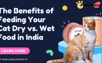 The Benefits of Feeding Your Cat Dry vs. Wet Food in India