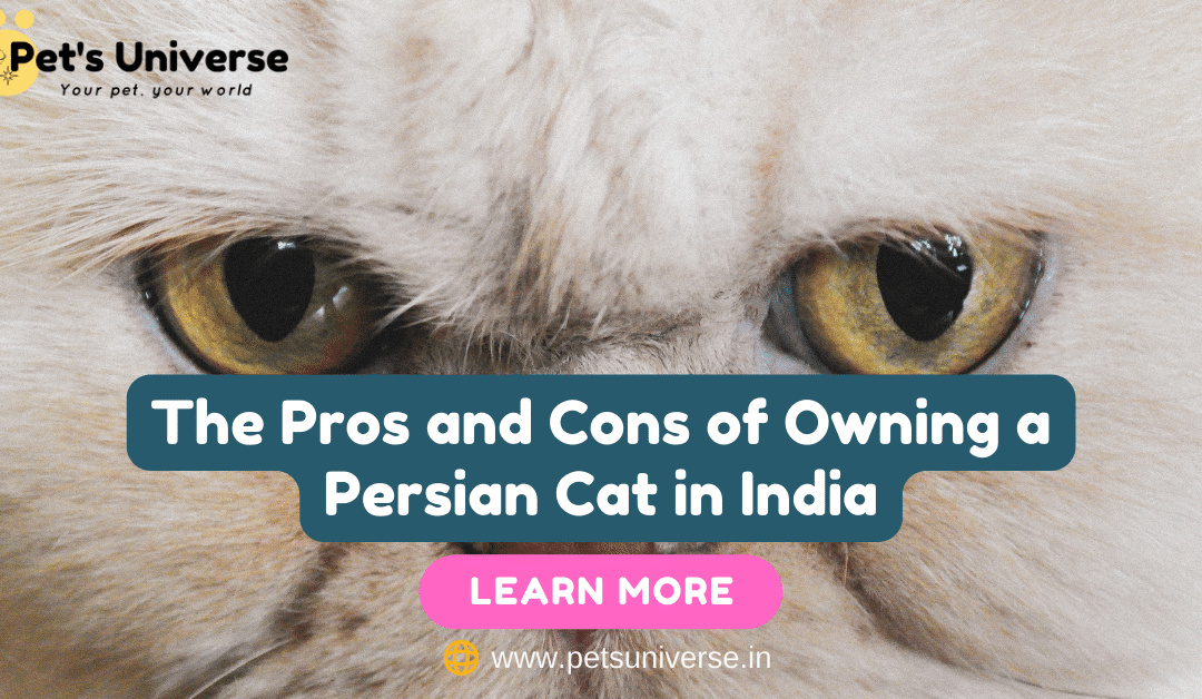 The Pros and Cons of Owning a Persian Cat in India