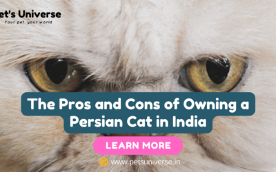 The Pros and Cons of Owning a Persian Cat in India