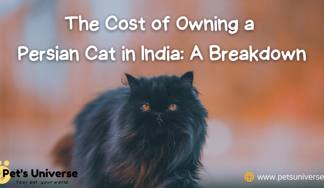 The Cost of Owning a Persian Cat in India: A Breakdown