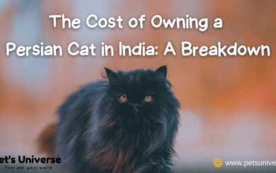 The Cost of Owning a Persian Cat in India: A Breakdown