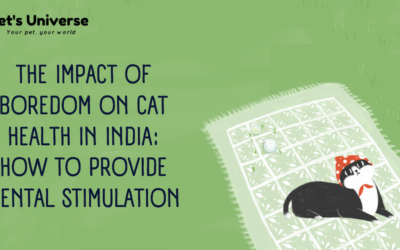 The Impact of Boredom on Cat Health in India: How to Provide Mental Stimulation